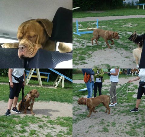 TEDDY - Relacja z domu tymczasowego od najkochańszej Ciociuni Dorotki